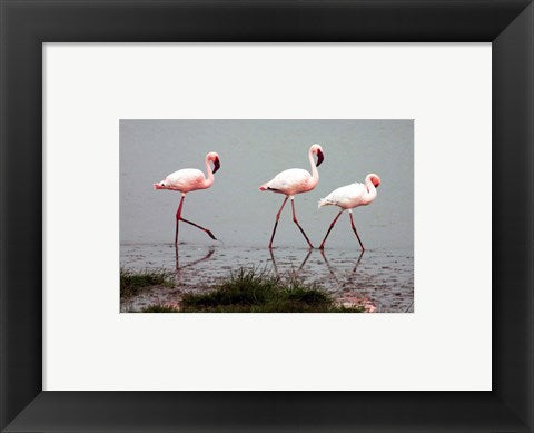 Lesser Flamingos