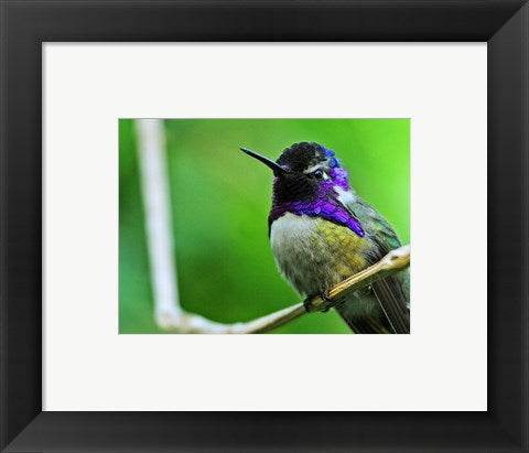 Hummingbird I