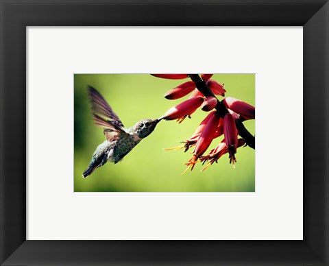 Hummingbird Canon