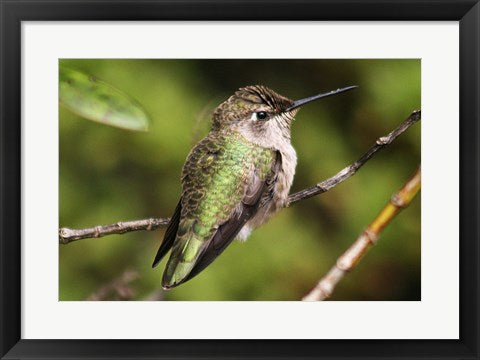 Hummingbird II