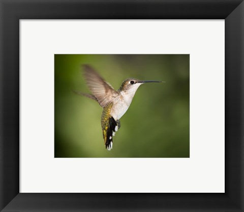 Hummingbird Texas