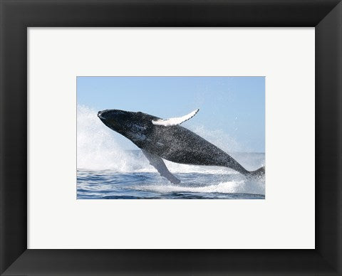 Humpback Whale Jumping