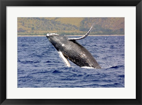 Humpback Whale Leaping
