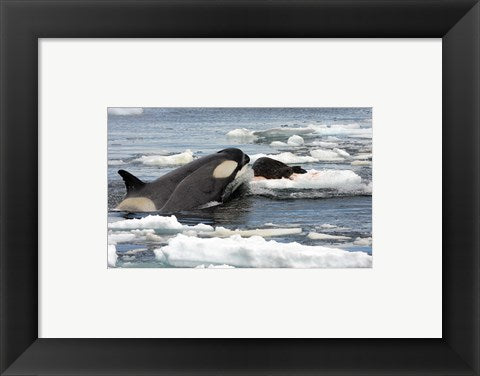 Killer Whale Type B