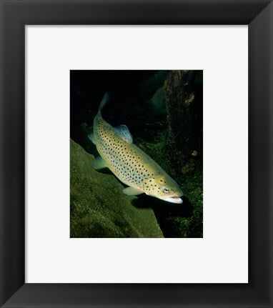 Brown Trout Underwater