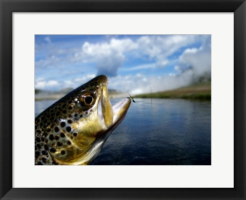 Brown Trout and Soft Hackle Nymph