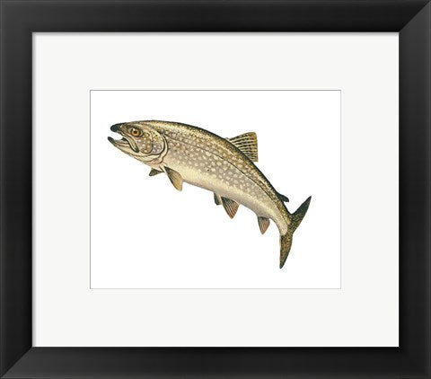 Lake Trout