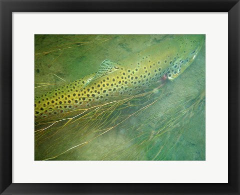 Madison River Brown Trout