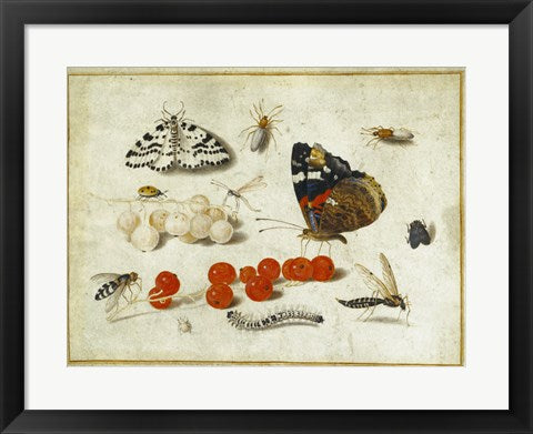 Butterflies, Insects, and Currants by Jan van Kessel