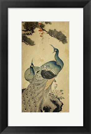 Korean Peacocks