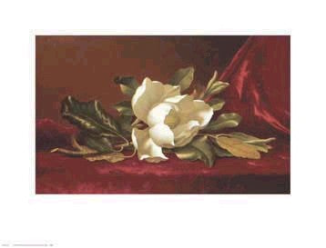 The Magnolia Flower by Martin Johnson Heade Wall Art Décor 13 3/4 x 18 Art Print