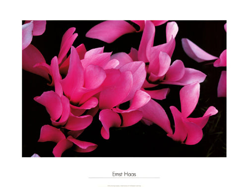 Cyclamen, Munich, 1982 by Ernst Haas Wall Art Décor 23 5/8 x 31 1/2 Art Print