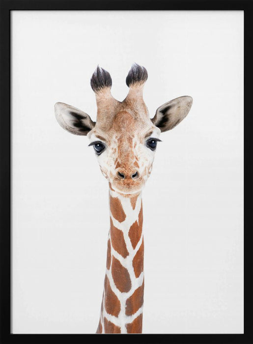 Baby Giraffe Framed Art Kathrin Pienaar | Home or Office Art
