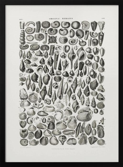 Sealife II - Pictufy Framed Art | Home or Office Art