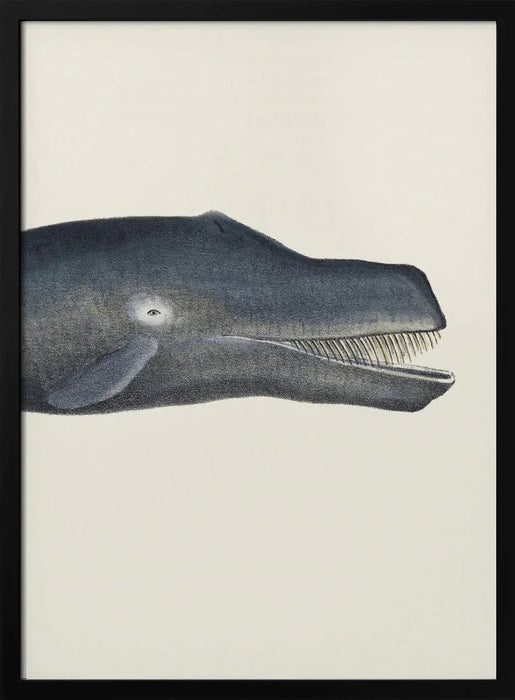 Whale I Tight Crop Handcolored Sealife Lithograph 1824 - Vintage Poster Framed Art | Home or Office Art