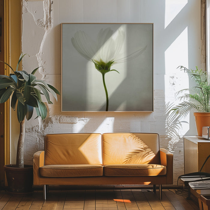 White cosmos by Lotte Grønkjær Square Canvas Print Art for Modern Home Decor. Decorate your office or living room with canvas artwork