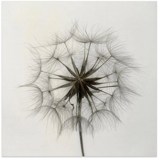 Tragopogon Square Canvas Art  Lotte Grønkjær