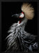 Crowned crane's portrait Framed Art Eiji Itoyama | Home or Office Art