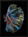 The  Betta Fish Framed Art Andi Halil | Home or Office Art