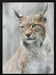 Lynx portrait in the fog Framed Art Santiago Pascual Buye | Home or Office Art