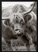 The Bull Framed Art Jacky Parker | Home or Office Art