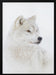 Portrait of an Arctic Wolf Framed Art Jim Cumming | Home or Office Art