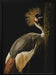 Grey Crowned Crane Framed Art Jealousy | Home or Office Art