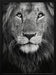 Royal portrait Framed Art Xavier Ortega | Home or Office Art