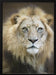Portrait of a Young Male Lion Framed Art Linda D Lester | Home or Office Art