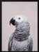 African Grey Framed Art Kathrin Pienaar | Home or Office Art