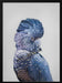 Black Cockatoo Framed Art Kathrin Pienaar | Home or Office Art