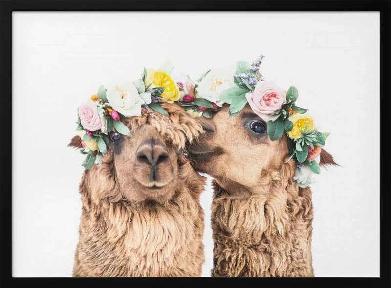 Boho Alpacas Framed Art Kathrin Pienaar | Home or Office Art