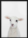 Baby Lamb Framed Art Kathrin Pienaar | Home or Office Art