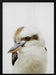 Peekaboo Kookaburra Framed Art Lola Peacock | Home or Office Art