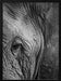 Elephant Study Framed Art Shot by Clint | Home or Office Art