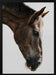 Kalimazoo Framed Art Shot by Clint | Home or Office Art