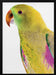 Polly Framed Art Shot by Clint | Home or Office Art