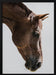 Russian Framed Art Shot by Clint | Home or Office Art