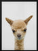 Peekaboo Baby Llama Framed Art Lola Peacock | Home or Office Art