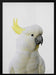 Peekaboo Cockatoo Framed Art Lola Peacock | Home or Office Art