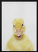 Peekaboo Baby Duck Framed Art Lola Peacock | Home or Office Art
