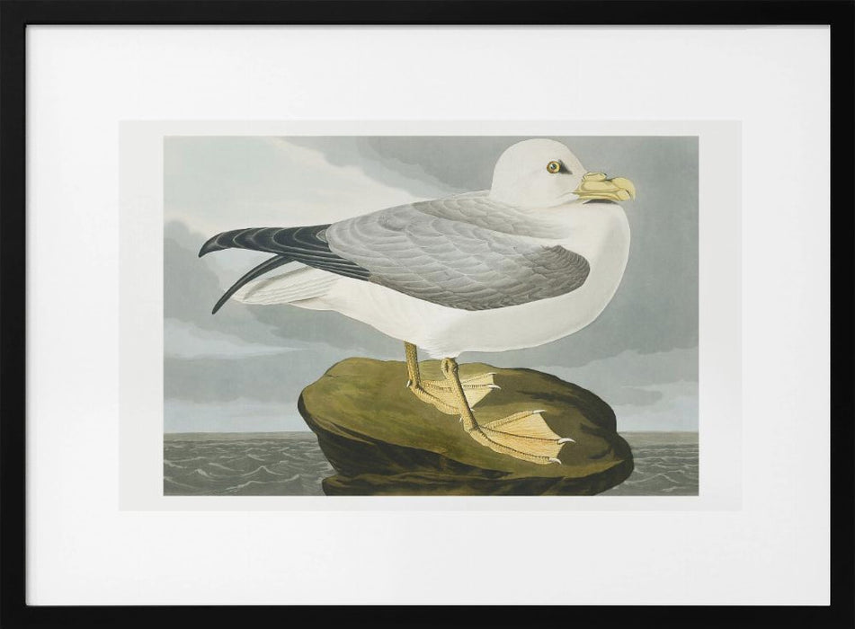 Fulmar Petrel From Birds of America (1827) - John James Audubon Framed Art | Home or Office Art