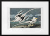 Tropic Bird From Birds of America (1827) - John James Audubon Framed Art | Home or Office Art