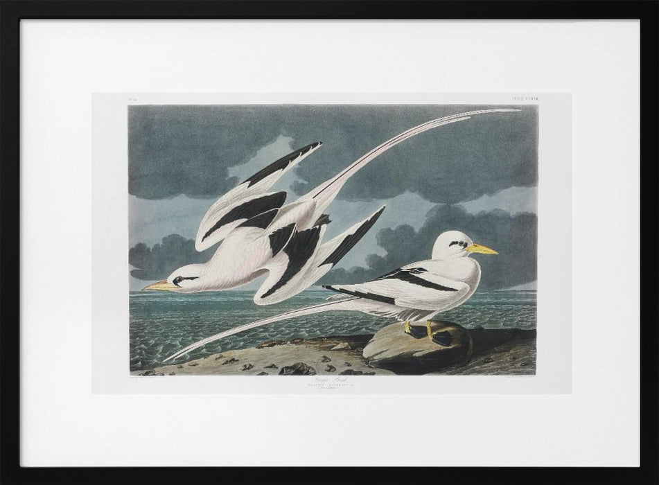 Tropic Bird From Birds of America (1827) - John James Audubon Framed Art | Home or Office Art