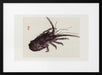 Crayfish - Kono Bairei Framed Art | Home or Office Art