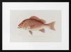 Red Snapper - Sherman F. Denton Framed Art | Home or Office Art