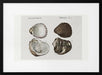 Sealife III - Charles Dessalines D Orbigny Framed Art | Home or Office Art