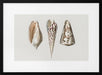 Three Mollusks Crop - Charles Dessalines D Orbigny Framed Art | Home or Office Art