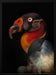 King vultureFramed ArtSarcoramphus papa Framed Art Ferdinando Valverde | Home or Office Art