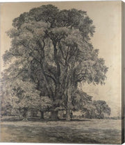 Elm trees in Old Hall Park by John Constable